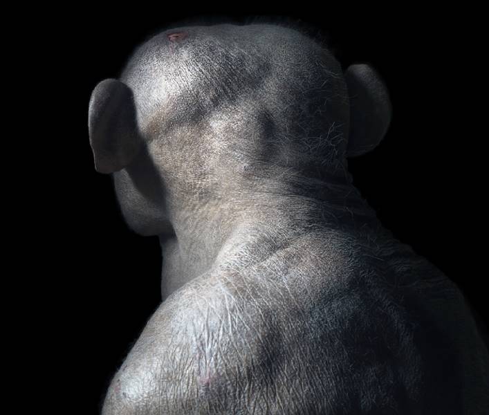 tim-flach_more-than-human_01