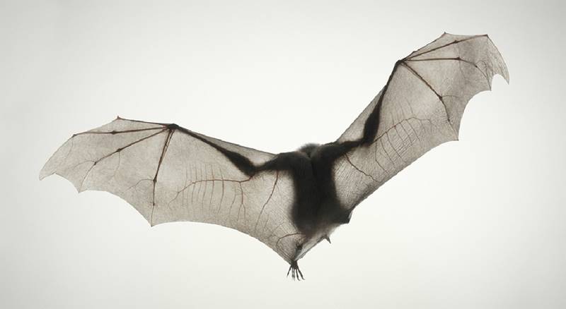 tim-flach_more-than-human_02