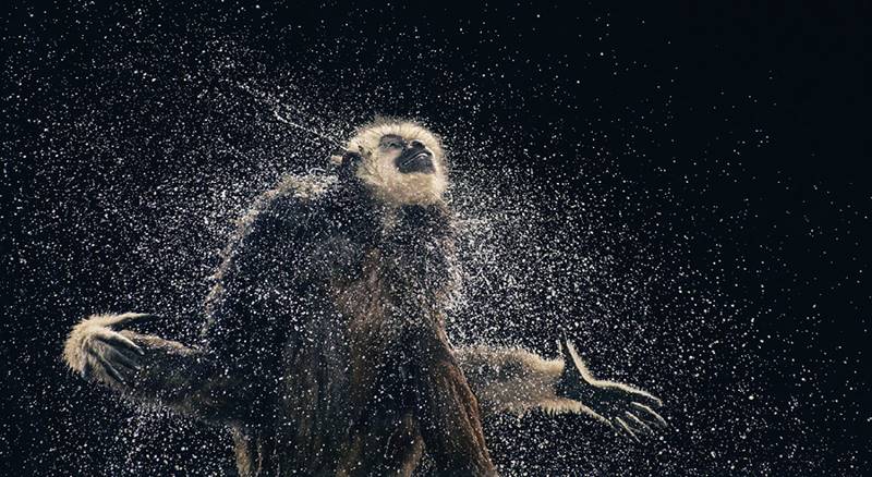 tim-flach_more-than-human_04