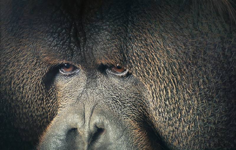 tim-flach_more-than-human_05