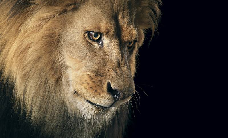 tim-flach_more-than-human_09