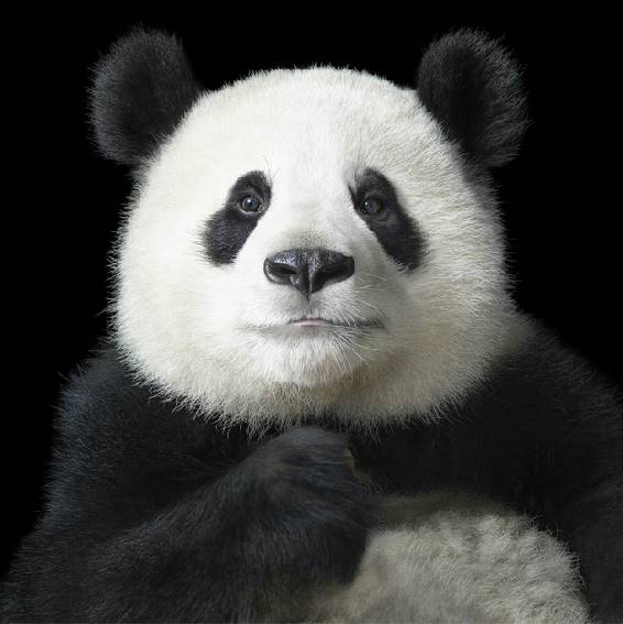 tim-flach_more-than-human_12