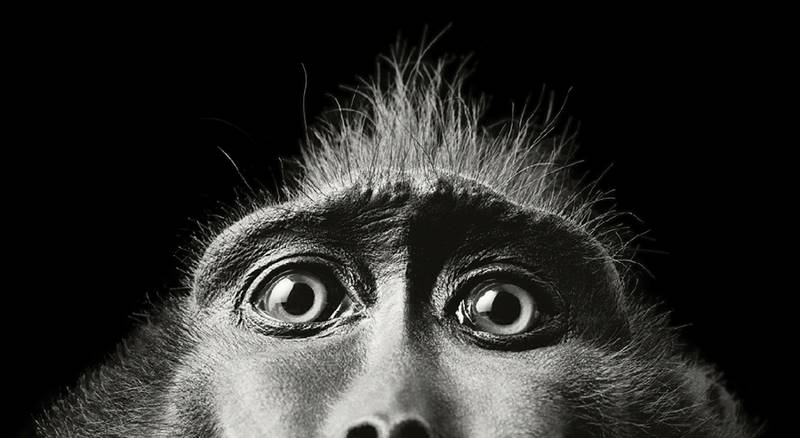 tim-flach_more-than-human_16