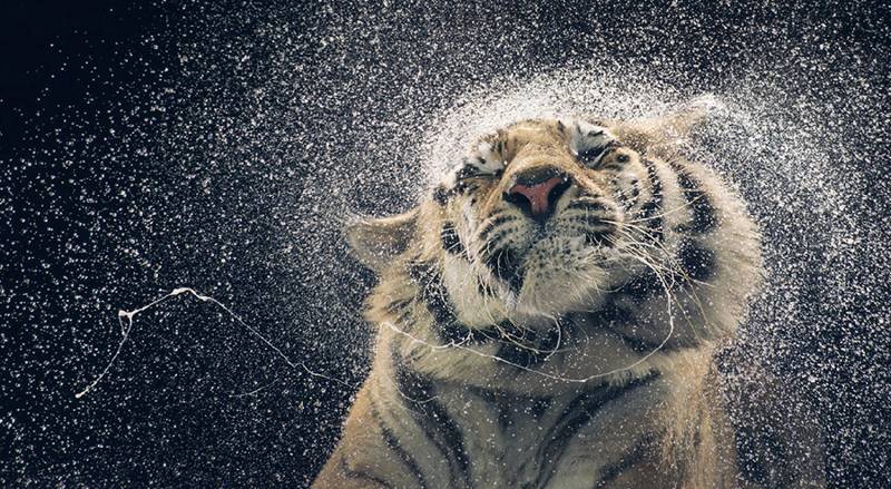 tim-flach_more-than-human_17