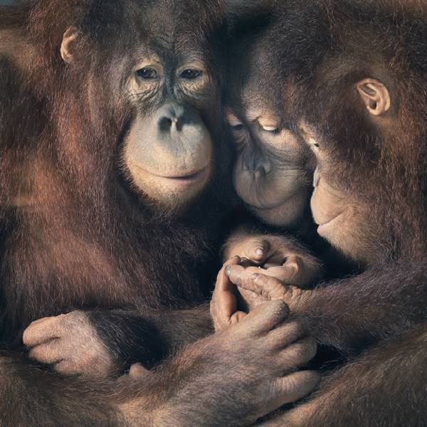 tim-flach_more-than-human_22