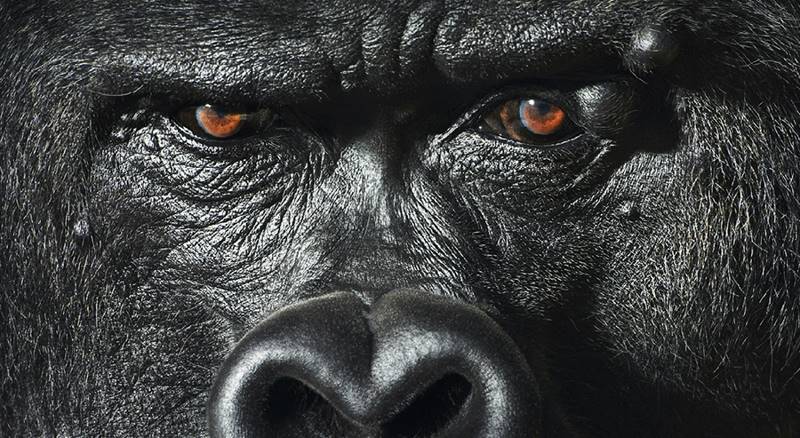 tim-flach_more-than-human_24