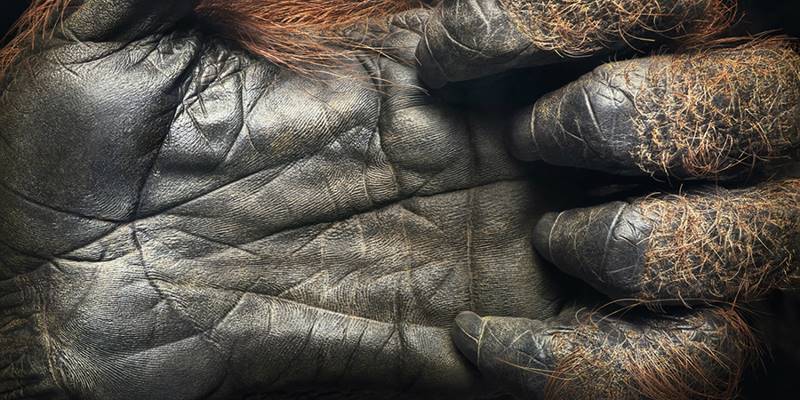 tim-flach_more-than-human_25